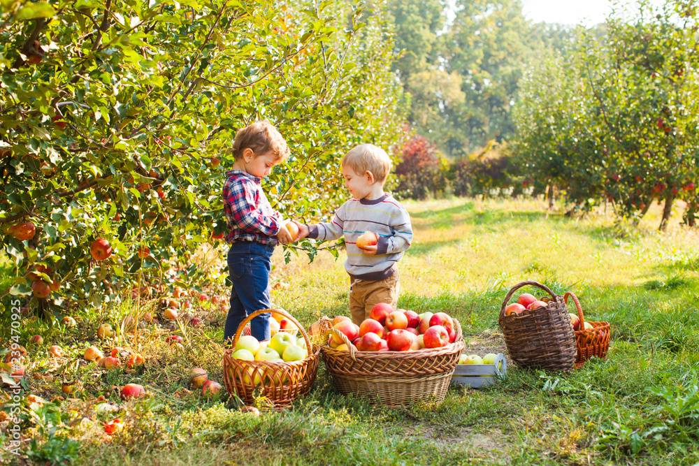 Little girl and boy play in apple tree orchard